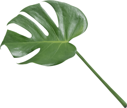 monstera leaf cut out on transparent background. png