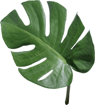 monstera leaf cut out on transparent background. png