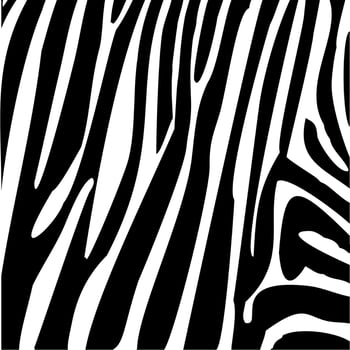 Zebra skin  stripes pattern. Animal print  black and white detailed and realistic texture. Monochrome seamless background. Vector illustration