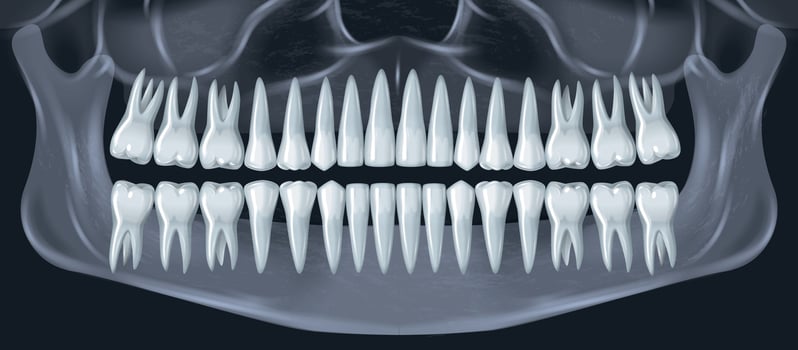 Realistic Teeth X-Ray vector