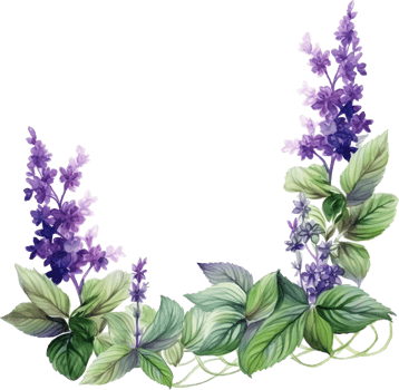 Plant patchouli or Pogostemon cablini branch with flowers and leaves. Hand drawn watercolor illustration isolated on white background. png