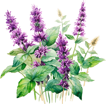 Plant patchouli or Pogostemon cablini branch with flowers and leaves. Hand drawn watercolor illustration isolated on white background. png