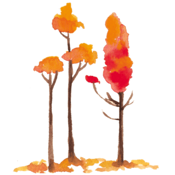 trees change color in autumn  season png