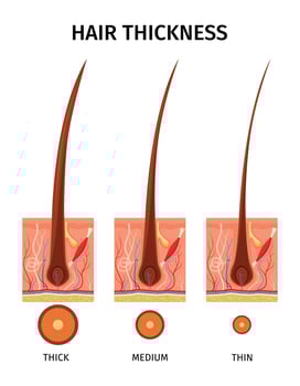 Hair Thickness Types Composition vector