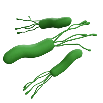 Helicobacter pylori bacteria 3d render realistic medicine icon for logo isolated transparent png. Microbiology health human illustration png