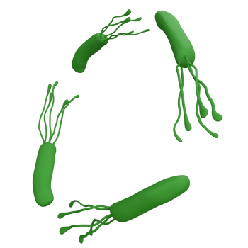 Helicobacter pylori bacteria 3d render realistic frame with place for text. isolated transparent png. Microbiology health human illustration png
