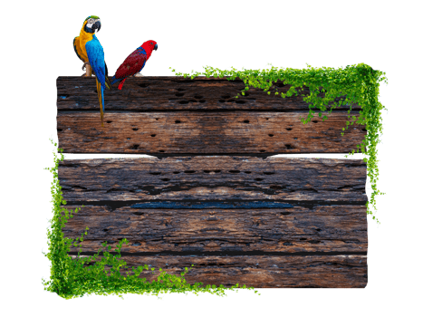 Dark brown antique plank frame background with tropical leaves and vines climbing the edge of the plank and perched on a macaw. Isolate on transparent background PNG file.