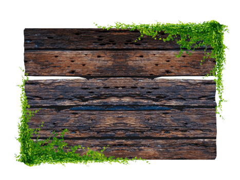 Dark brown antique plank frame background with tropical leaves and climbing vines on plank edges. Isolate on transparent background PNG file.