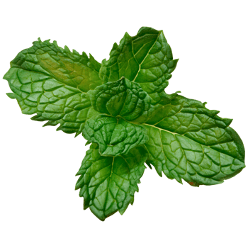 mint leaf isolated photo without background png