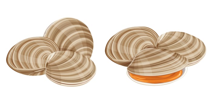 asari clams vector illustration isolated on white background.