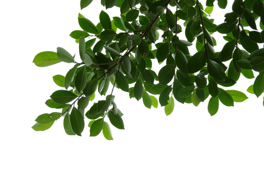 Green leaves isolated on no background with clipping path. Nature background. png