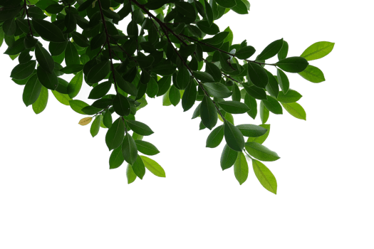 Green leaves isolated with clipping path. Nature background. png