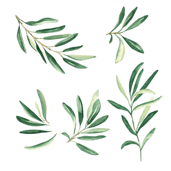Olive branches set. Watercolor hand drawn botanical illustration. Can be used for cards, logos and package design png