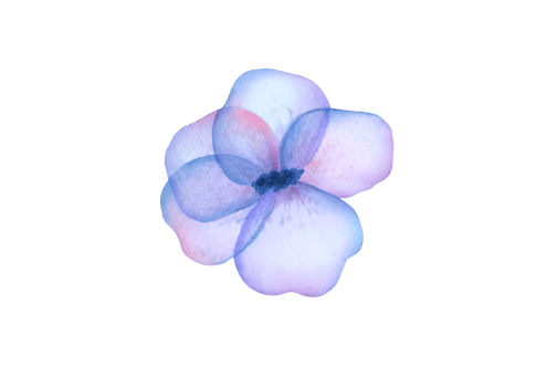 one single transparent watercolor blue flower isolated on transparent background. cute floral cut out clip art design element png
