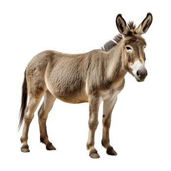 donkey isolated on transparent background ,side view , png