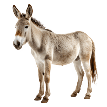 donkey isolated on transparent background ,side view , png