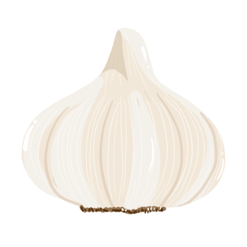 Garlic PNG clipart