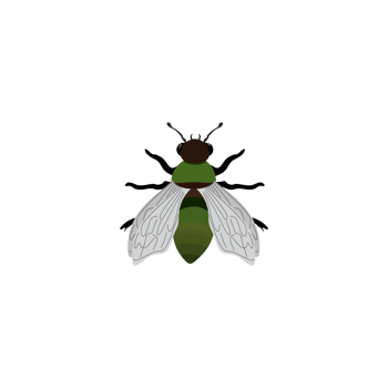Augochlorine Sweat Bee of the Tribe Augochlorini, an Augochlora pura metallic green sweat bee resting, transparent background PNG