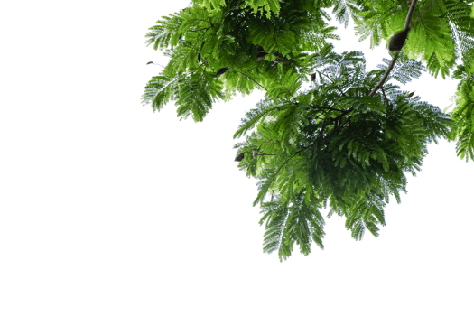 green leaves on a tree branch with no background png