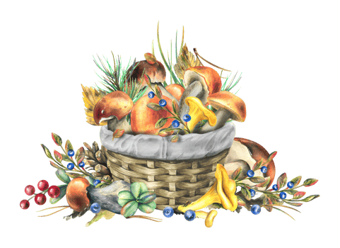Forest edible mushrooms boletus and chanterelles with pine branches, shisha and blueberries in a wicker basket. Watercolor illustration, hand drawn. Isolated composition png