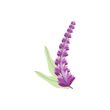 Lavender Logo, Purple Plant Vector, Garden Design, Illustration Symbol Template vector