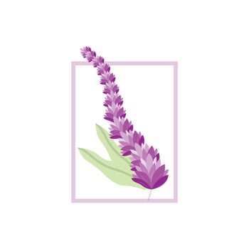 Lavender Logo, Purple Plant Vector, Garden Design, Illustration Symbol Template vector