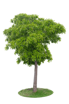 Tropical tree isolated on no background with clipping path for garden design. png