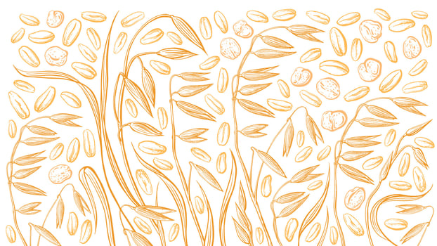 Oat seed, spike flakes background Vector engraving