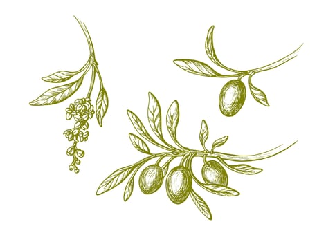 Vector olive sketch set. Hand drawn green branch