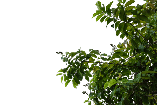 a tree with leaves on it, with a transparent background png