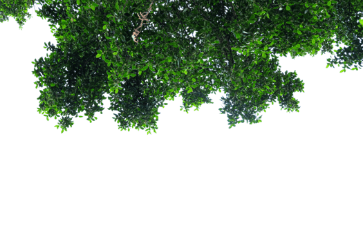 tree top view of green leaves on a transparent background png