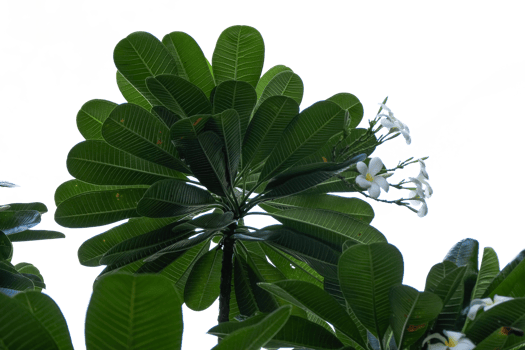 Frangipani, Plumeria, Templetree, Templetree. No background png