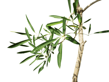 Eucalyptus twigs and leaves isolated png