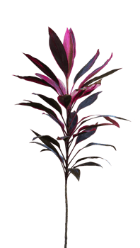 Indoor house plant isolated element png