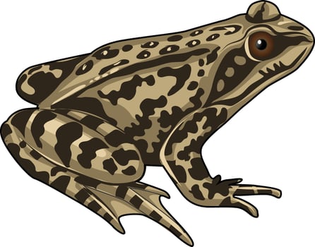 Asia frog  illustration in brown vector