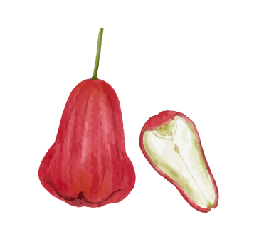 rose apple fruit watercolor png