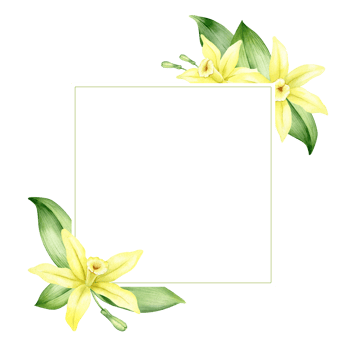 Frame of yellow vanilla flowers. Wreath with tropical exotic flowers. Watercolor illustration. Isolated. Flavoring for cooking. For greeting cards, postcard, scrapbooking, packaging design png