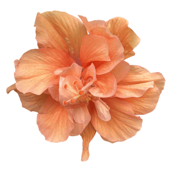 Orose shoe flower free PNG