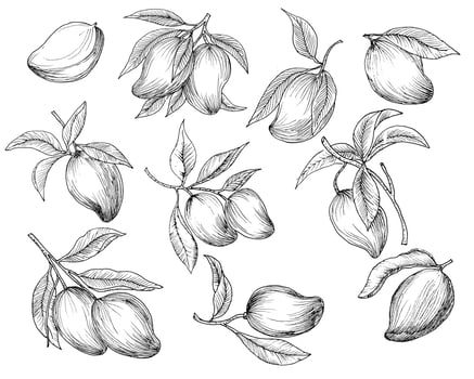 Hand Drawn Mango Illustration Set vector