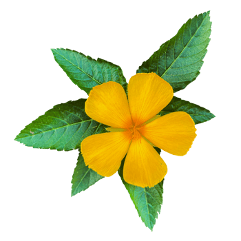 Yellow Flower Free PNG