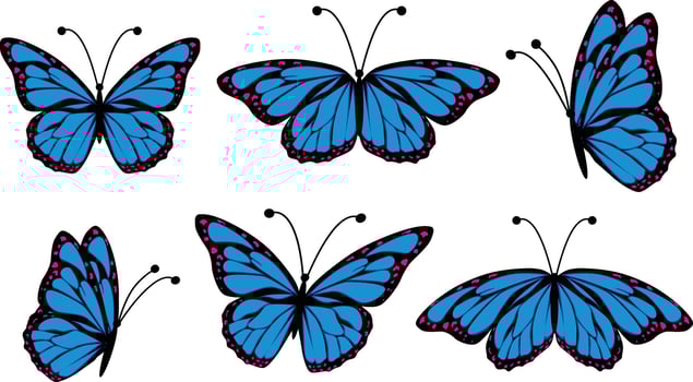 Beautiful vector isolated blue butterfly illustration