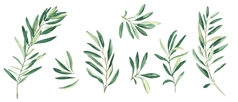 Olive branches set. Watercolor hand drawn botanical illustration. Can be used for cards, logos and package design png