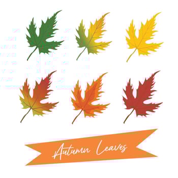 Autumn maple leaves vector illustration.  Autumn  leaves design template for decoration, sale banner, advertisement, greeting card and media content. Autumn concept. Flat vector isolated on white.