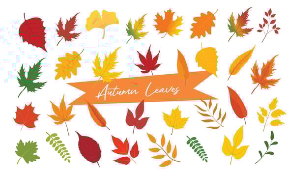Vector set of colorful autumn leaves of different trees. Autumn leaves with different shapes and colors. Autumn illustration for postcard, books, magazine, fabric, textile. Yellow leaf, red leaf.