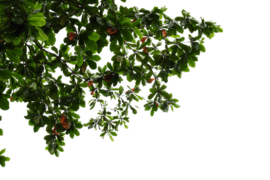 a tree with leaves and fruit on it png