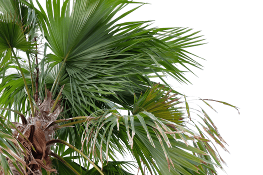 palm tree with leaves on it png
