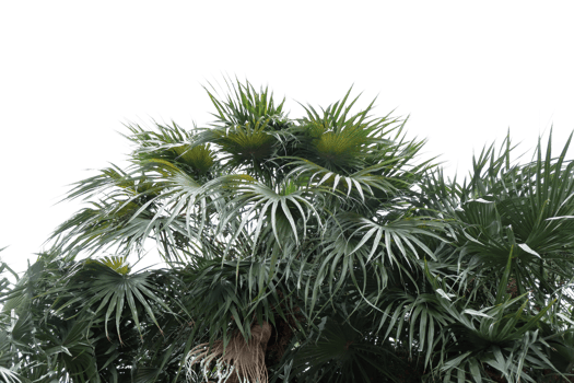 palm tree with green leaves and leaves png