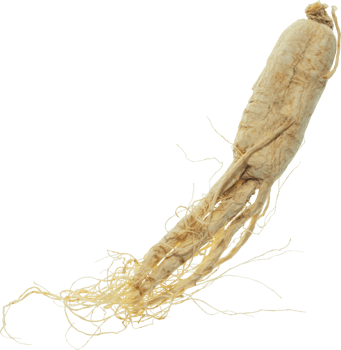 ginseng cut out on transparent background. png