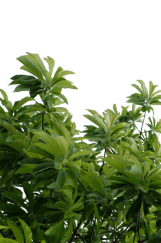 a tree with green leaves on a transparent background png