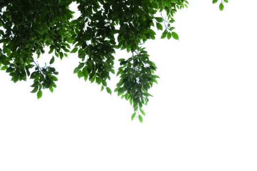 green leaves on a tree branch with no background png